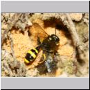 Mellinus arvensis - Kotwespe w48i beim Nesteintrag - Sandgrube Niedringhaussee.jpg